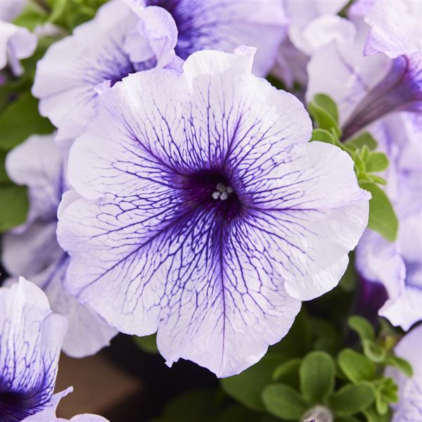 Mambo GP Silver Blue Petunia - Bloom