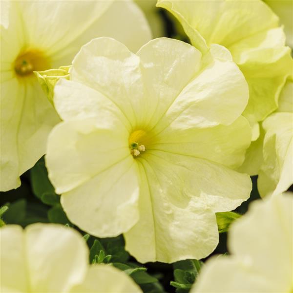 Mambo GP Yellow Lime Petunia - Bloom