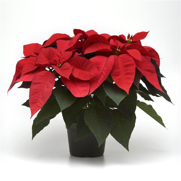 Christmas Cheer Poinsettia - Container
