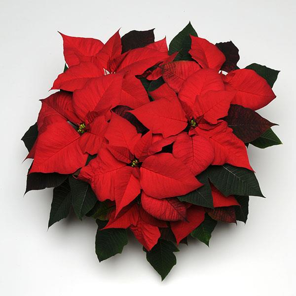 Christmas Tradition Poinsettia - Bloom