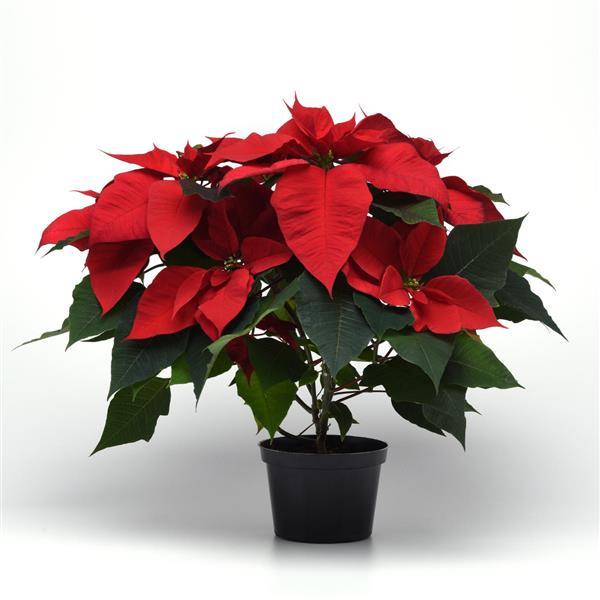 Christmas Tradition Poinsettia - Container
