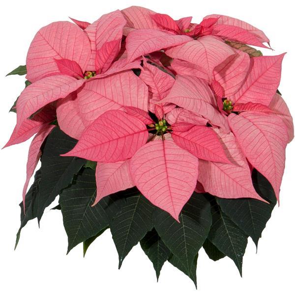 Christmas Glory™ Pink Poinsettia - Bloom
