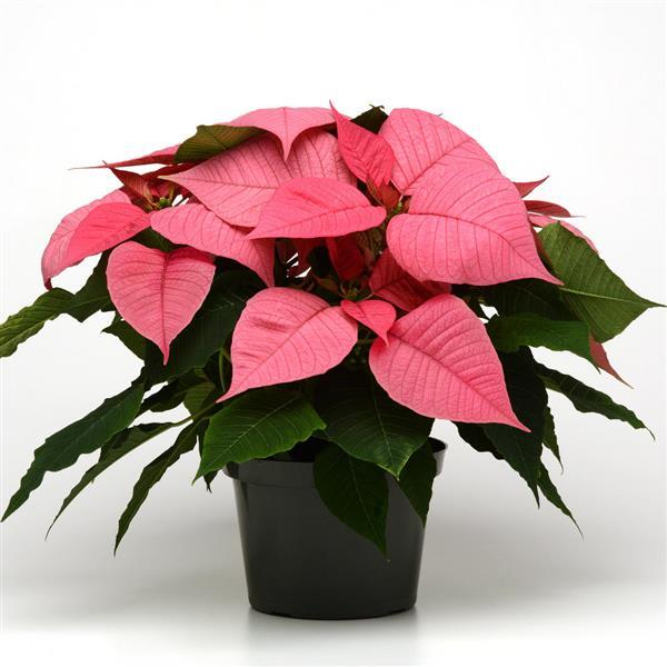 Christmas Glory™ Pink Poinsettia - Container