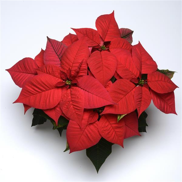 Christmas Glory™ Red Poinsettia - Bloom