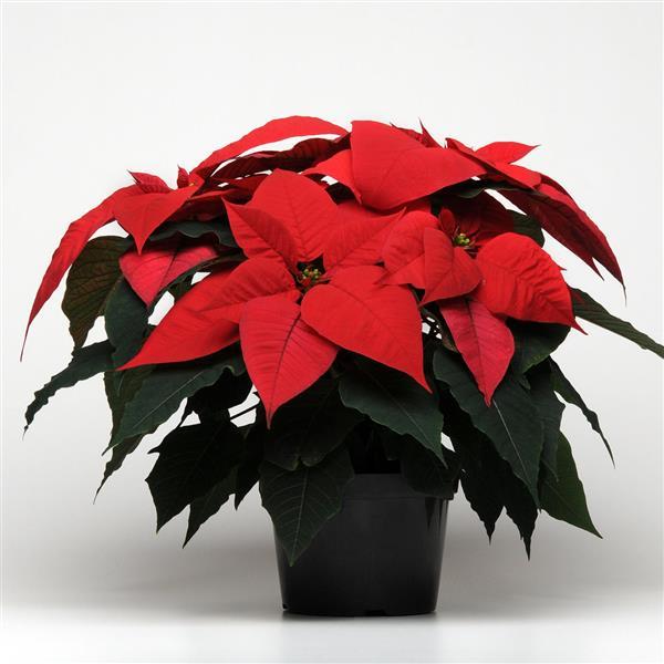 Christmas Glory™ Red Poinsettia - Container