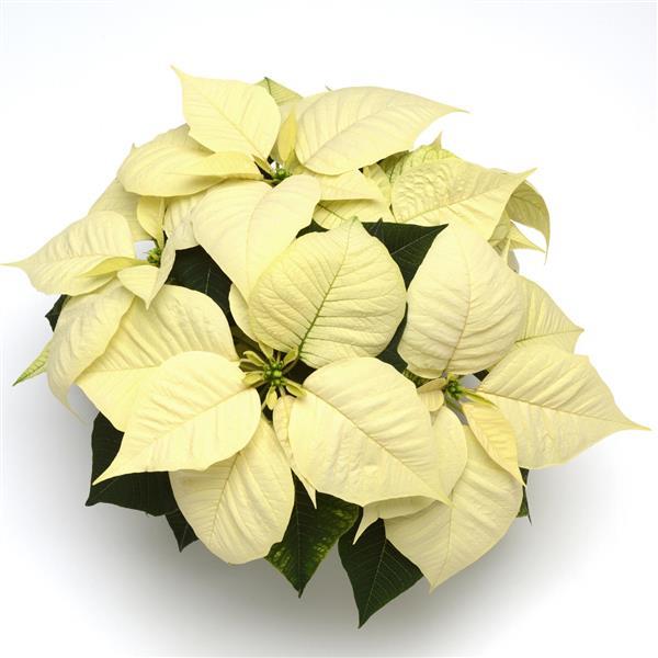 Christmas Glory™ White Poinsettia - Bloom