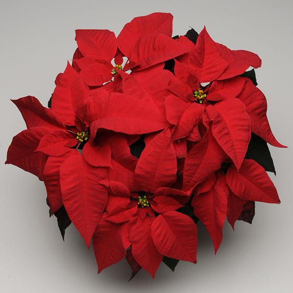 Christmas Season™ Red Poinsettia - Bloom