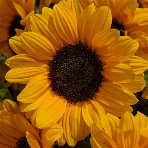 Vincent's Choice DMR Sunflower - Bloom
