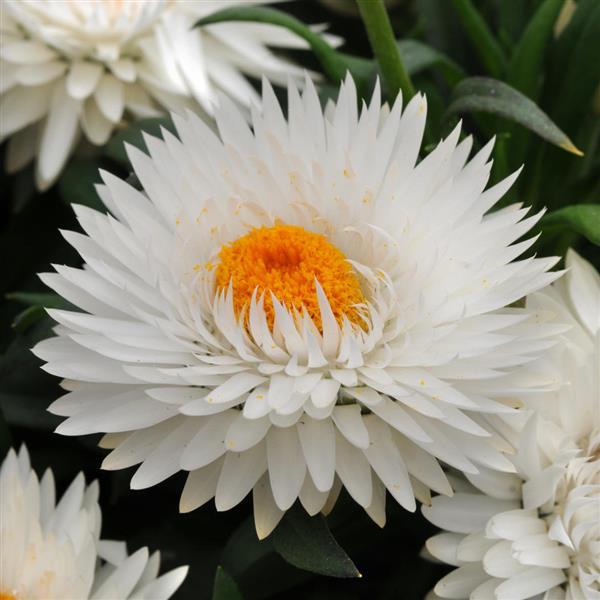 Dreamtime® Jumbo Pure White Bracteantha - Bloom