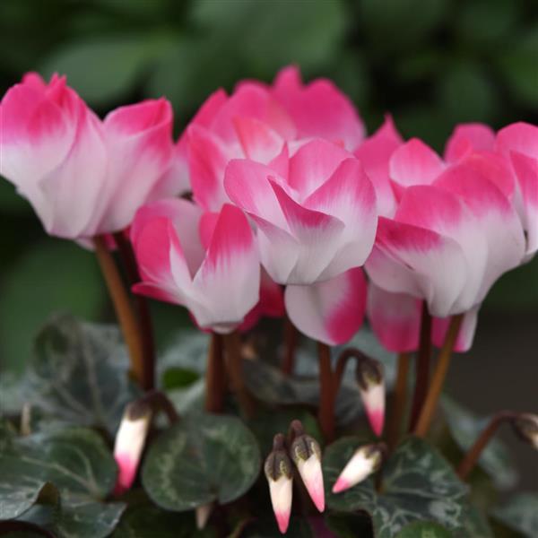 Indiaka® Rose Cyclamen - Bloom