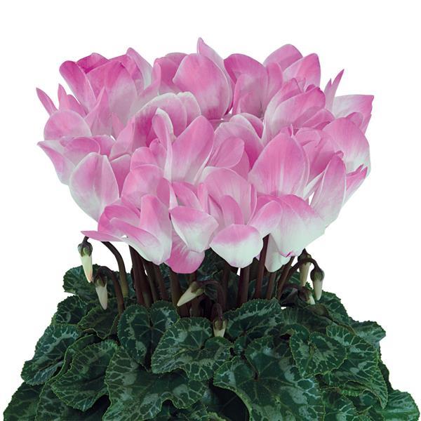 Indiaka® Light Rose Cyclamen - Bloom
