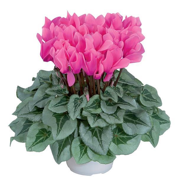 Metalis® Rose Cyclamen - Bloom