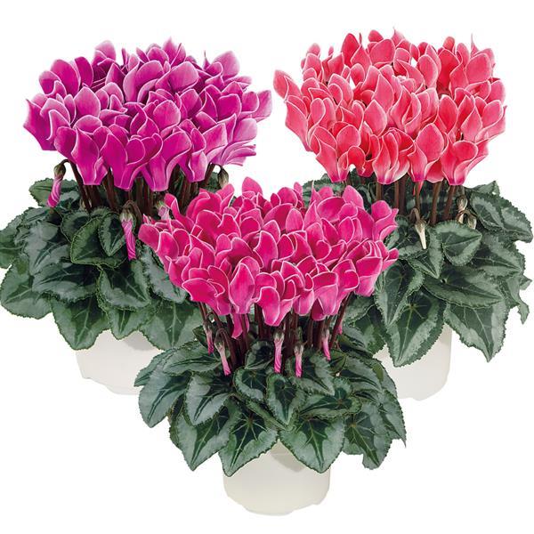 Bisous® Mix Cyclamen - Bloom
