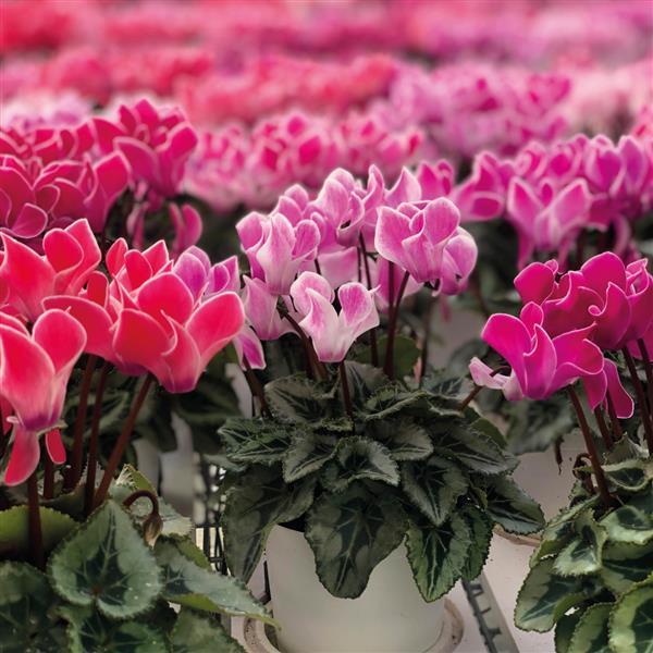Bisous® Mix Cyclamen - Container