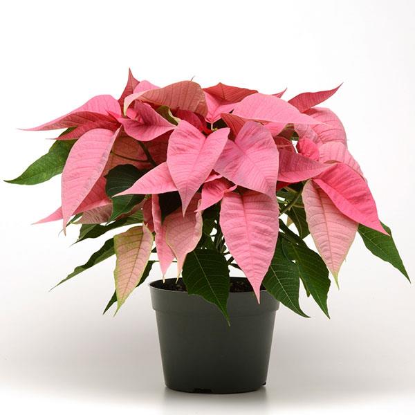 Christmas Joy™ Pink Poinsettia - Container