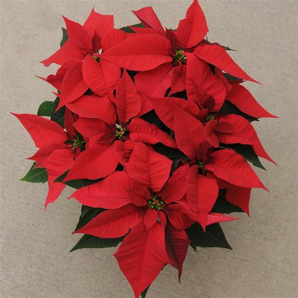 Christmas Joy™ Red Poinsettia - Bloom
