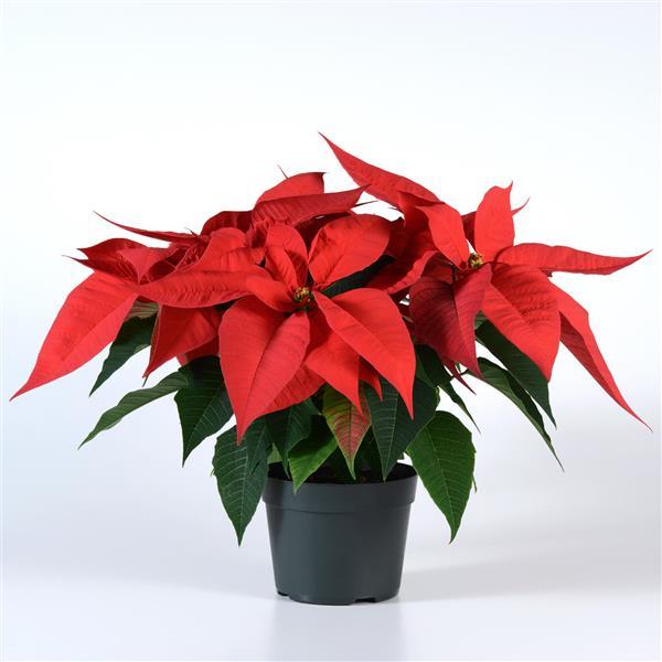 Christmas Joy™ Red Poinsettia - Container