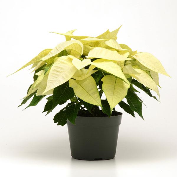 Christmas Joy™ White Poinsettia - Container