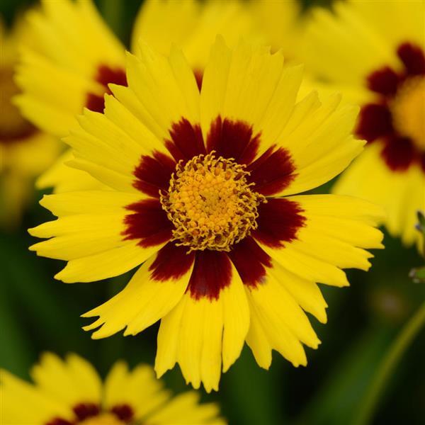 Coreopsis SunKiss - Bloom