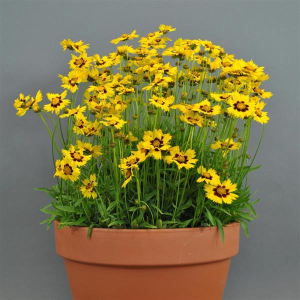 Coreopsis SunKiss - Container