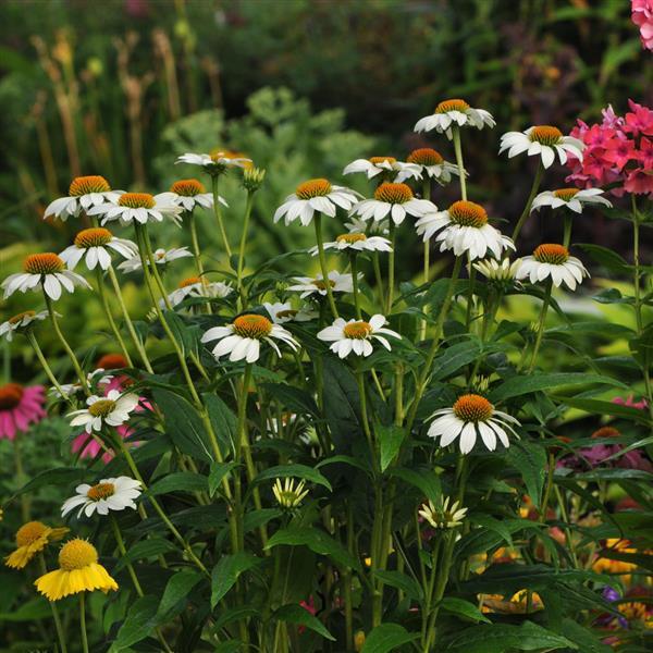 Echinacea PowWow® White - Garden