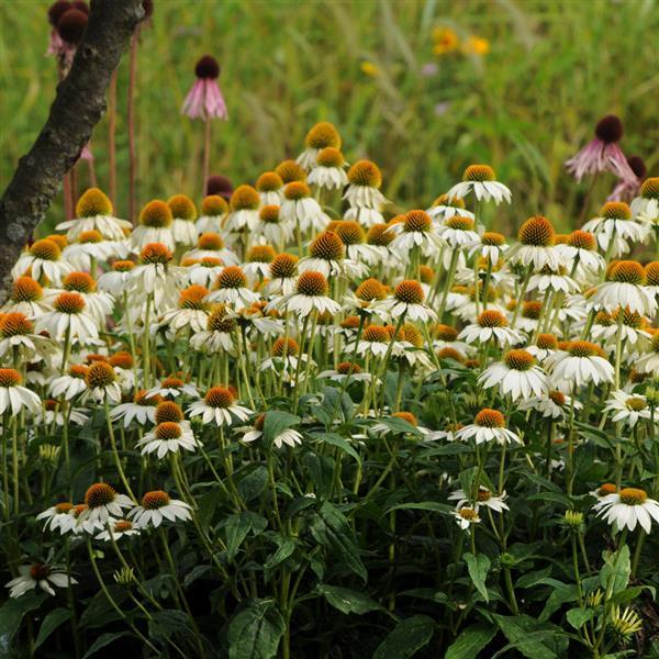 Echinacea PowWow® White - Landscape