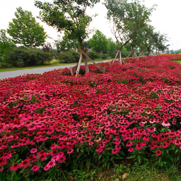 Echinacea PowWow® Wild Berry - Commercial Landscape 2