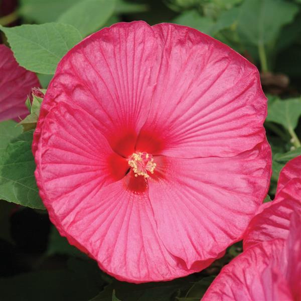 Hibiscus Luna™ Rose - Bloom