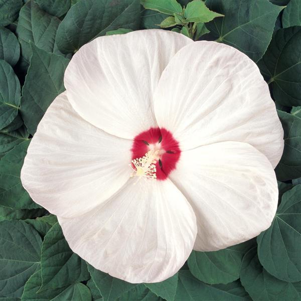 Hibiscus Luna™ White - Bloom