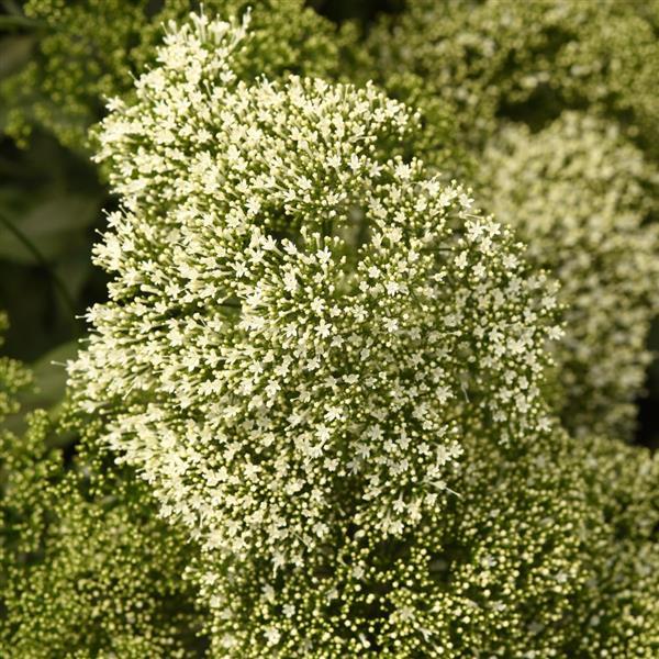 Lake Michigan White Trachelium - Bloom