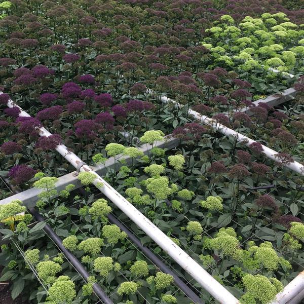 Lake Michigan Purple Trachelium - Greenhouse