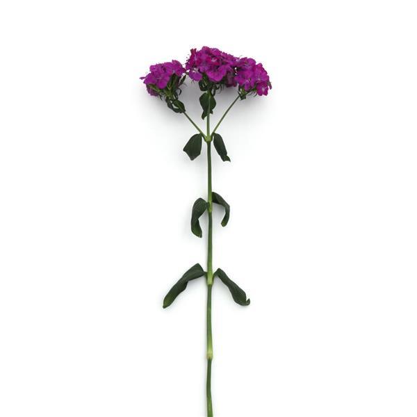 Amazon™ Neon Purple Dianthus - Single Stem, White Background