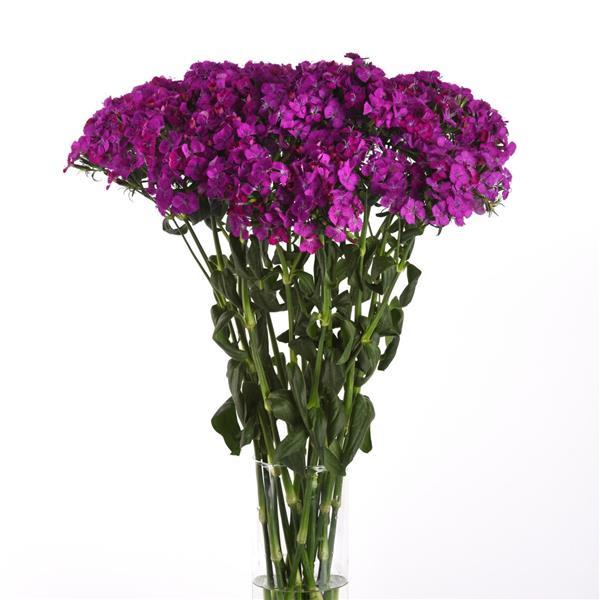 Amazon™ Neon Purple Dianthus - Mono Vase, White Background