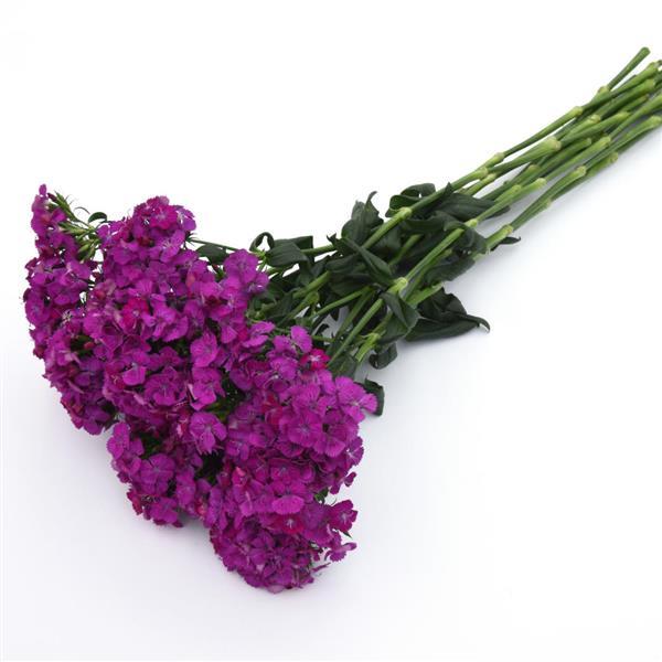 Amazon™ Neon Purple Dianthus - Grower Bunch