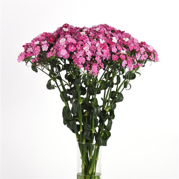 Amazon™ Rose Magic Dianthus - Mono Vase, White Background