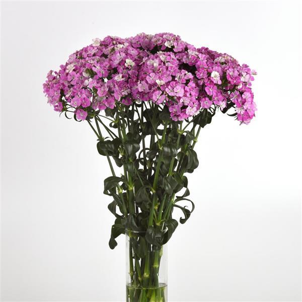 Amazon™ Lavender Magic Dianthus - Mono Vase, White Background