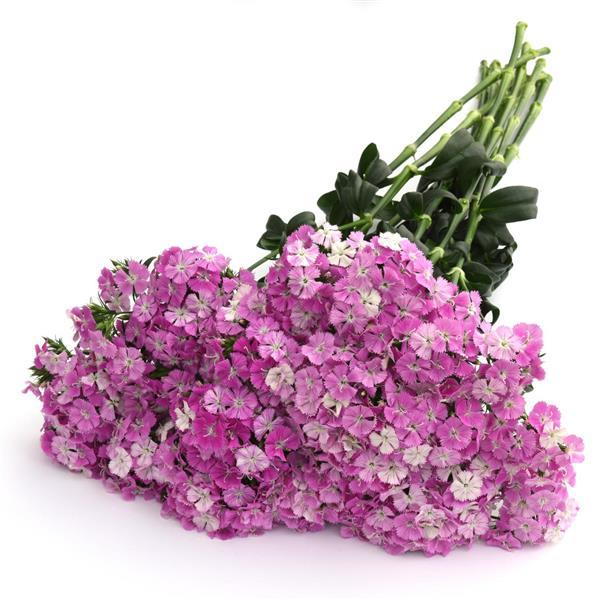 Amazon™ Lavender Magic Dianthus - Grower Bunch