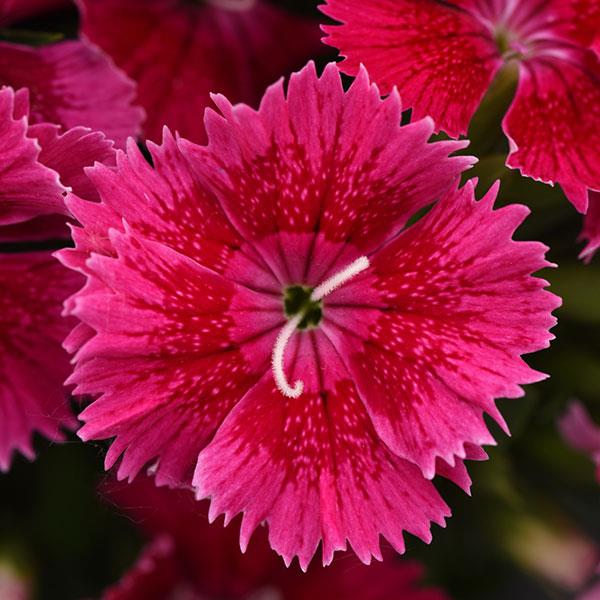 Ideal Select™ Raspberry Dianthus - Bloom