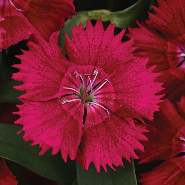 Ideal Select™ Red Dianthus - Bloom