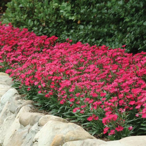 Ideal Select™ Rose Dianthus - Landscape