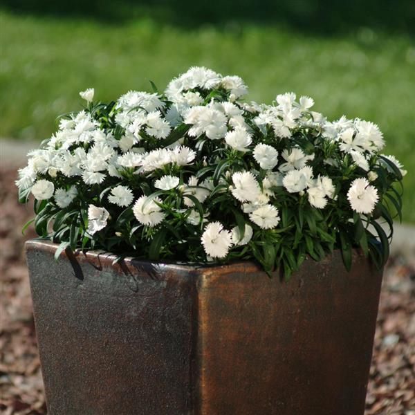 Ideal Select™ White Dianthus - Container