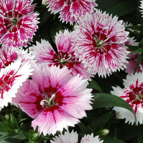Ideal Select™ WhiteFire Dianthus - Bloom