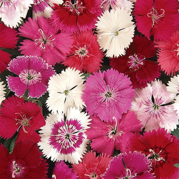 Ideal Select™ Mixture Dianthus - Bloom