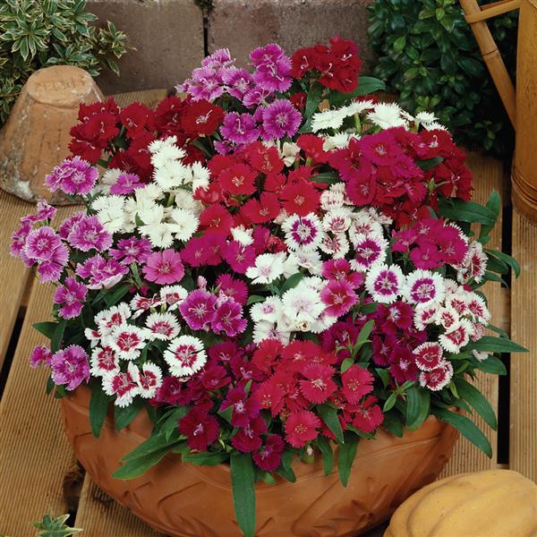 Ideal Select™ Mixture Dianthus - Container