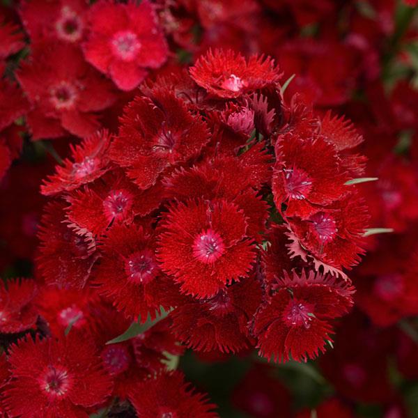 Dianthus Rockin'™ Red - Bloom