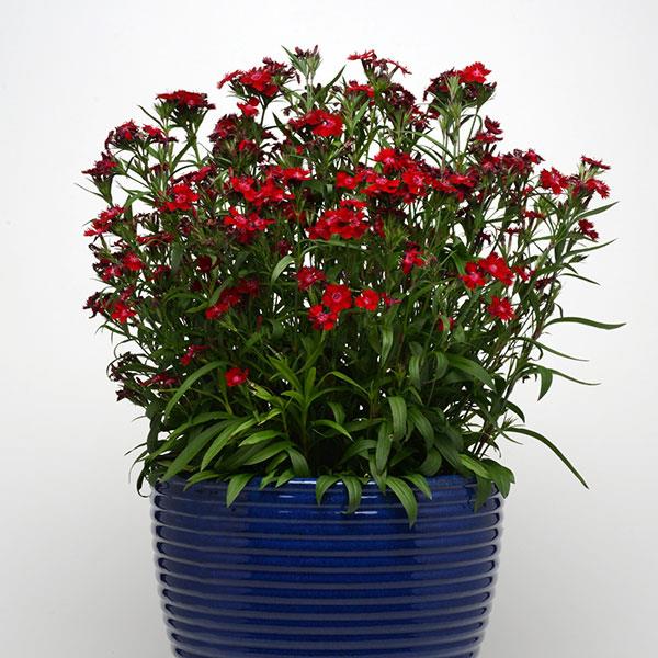 Dianthus Rockin'™ Red - Container