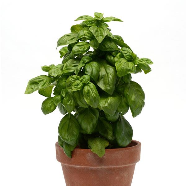 Pesto Party Basil - Container