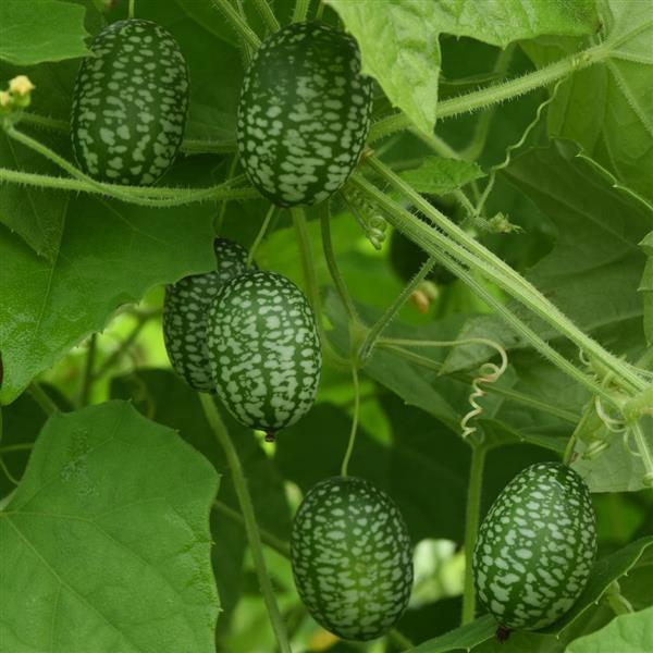 Mexican Sour Gherkin Cucumber - Bloom