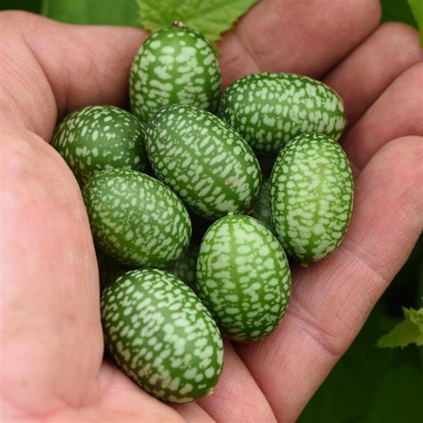 Mexican Sour Gherkin Cucumber - Container
