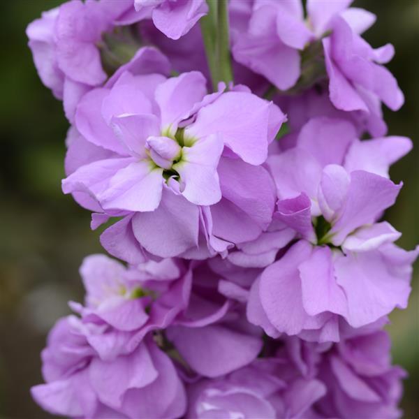 Column Stock Lilac Lavender Matthiola - Bloom